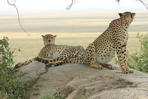 Cheetahs resting on Kopjes