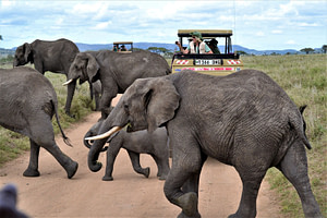 Serengeti Game Drive