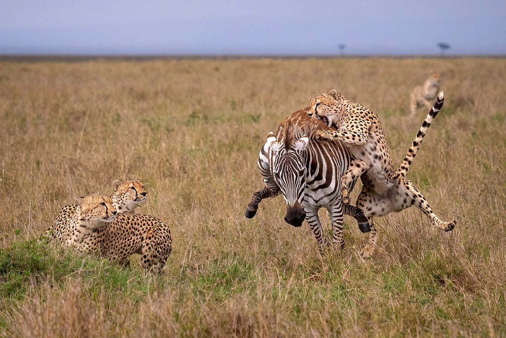Cheetahs Hunting a Zebra