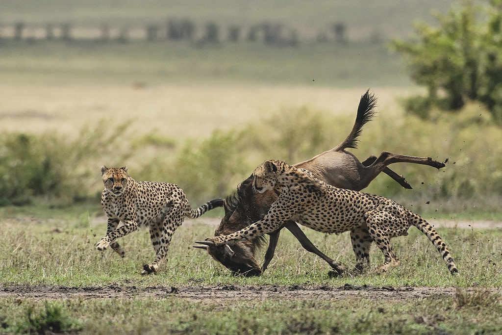 Cheetahs hunting a Wildebeest
