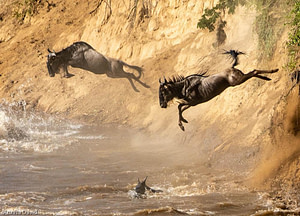 Wildebeests Crossing The Mara River