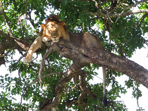Lake Manyara Tree Climbing Lion