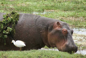 Hippo in Amboseli