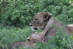 Lion and Cub at Lake Nakuru