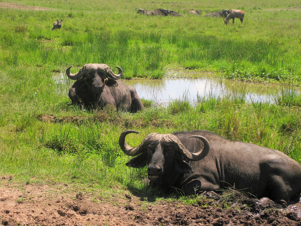 Buffalos in Masai Mara