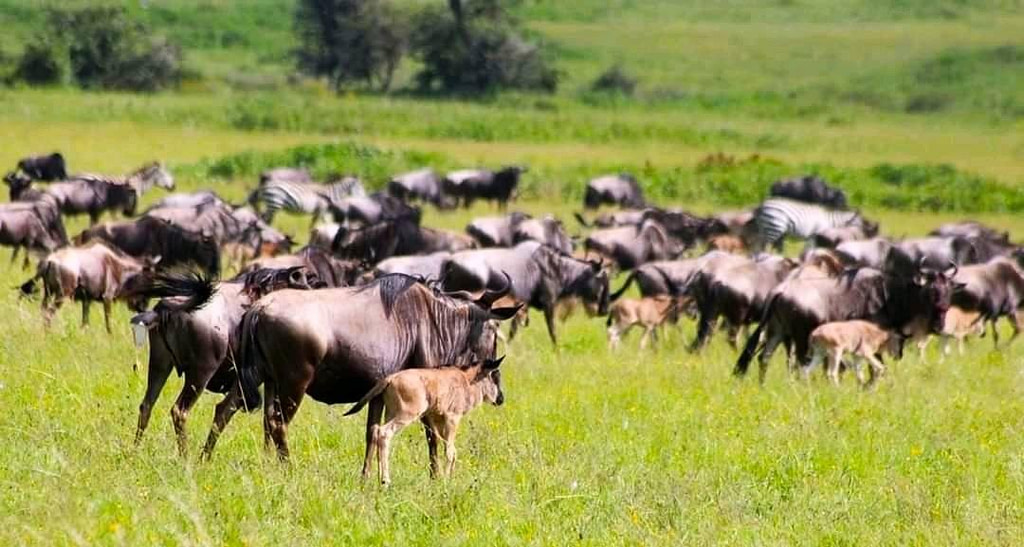 Wildebeest calving season