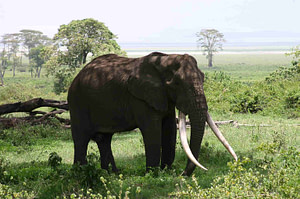 Bull Elephant at the Ngorongoro Crater
