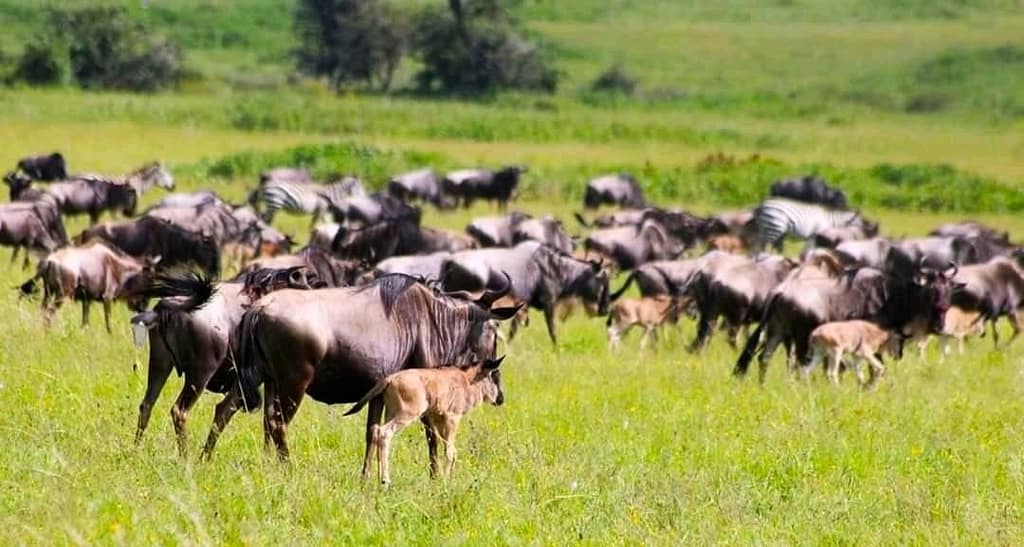Wildebeest calving season