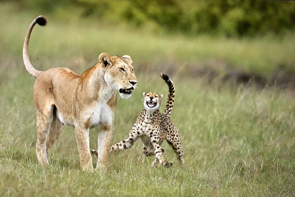 A cheetah defending her cubs from a Lioness