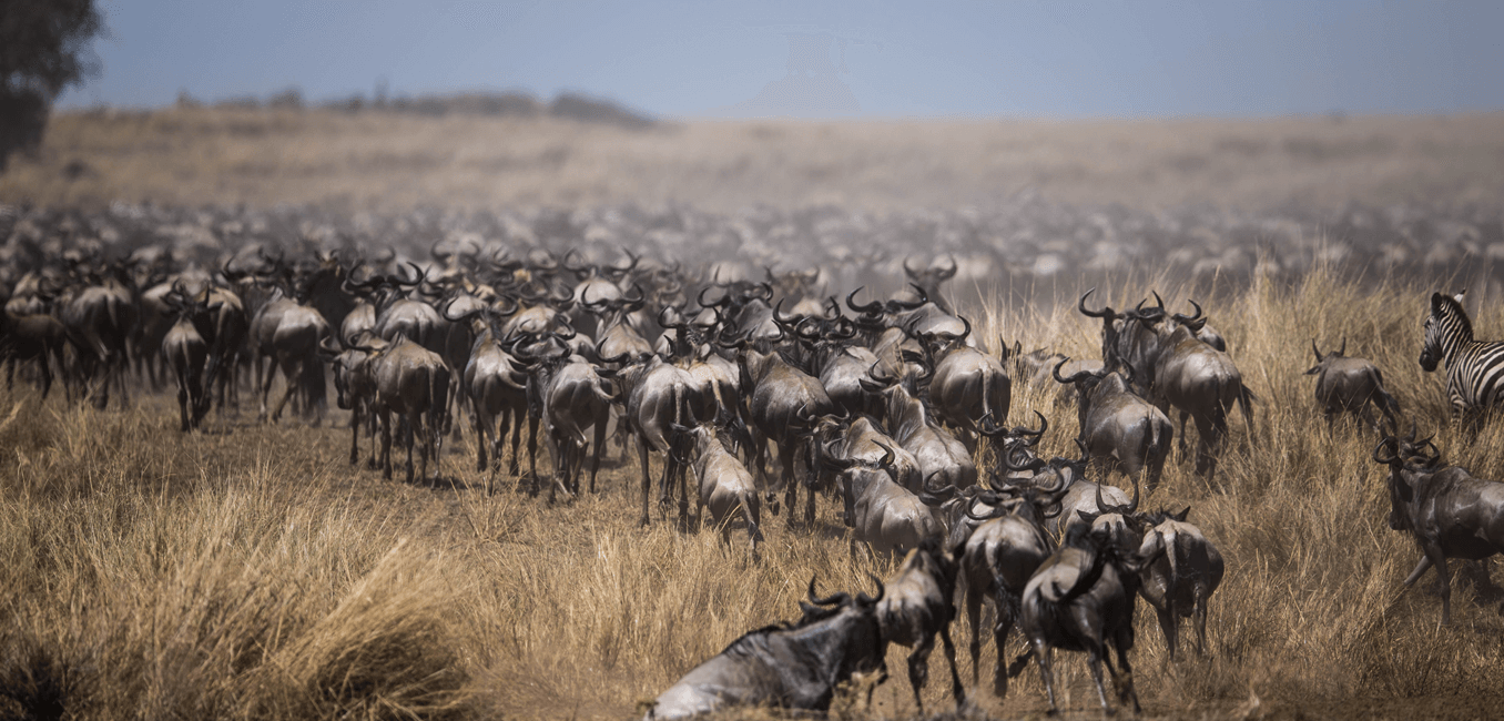 kenya migration safari