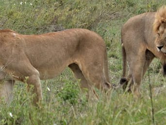 Kenya and Tanzania Highlights Safari