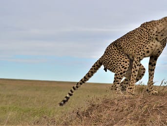 Serengeti Experience