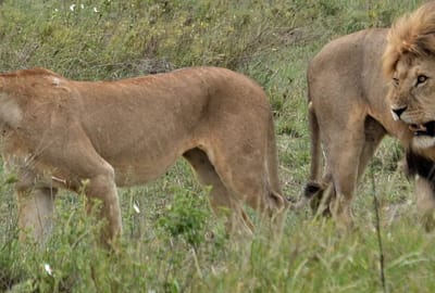 Kenya and Tanzania Highlights Safari
