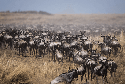 kenya migration safari
