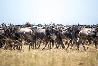 Masai Mara and Serengeti Migration Safari