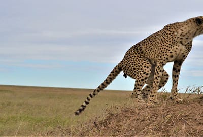 Serengeti Experience