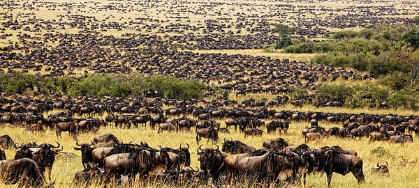 wildebeest migration in serengeti