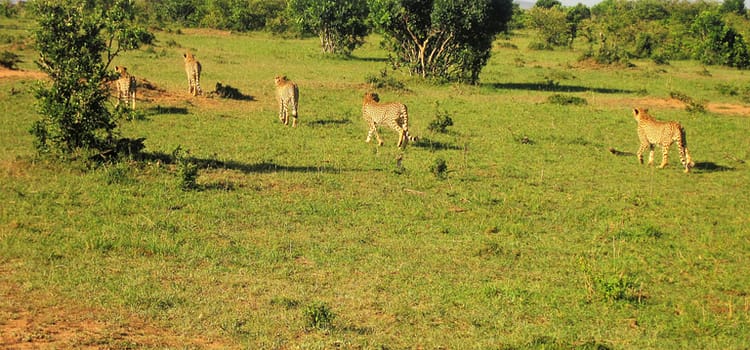 Masai Mara Cheetahs